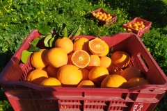 Farm